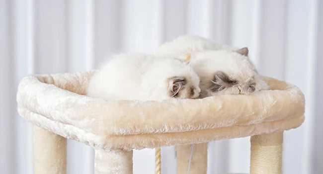 Heybly 60” Heavy-Duty Cat Tree – XXL Multi-Level Tower with Plush Condo for Large Cats