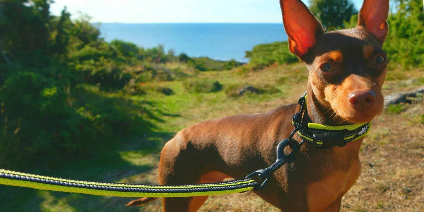 Padded Tactical Dog Collar – Adjustable Nylon Walking Collar for All Sizes