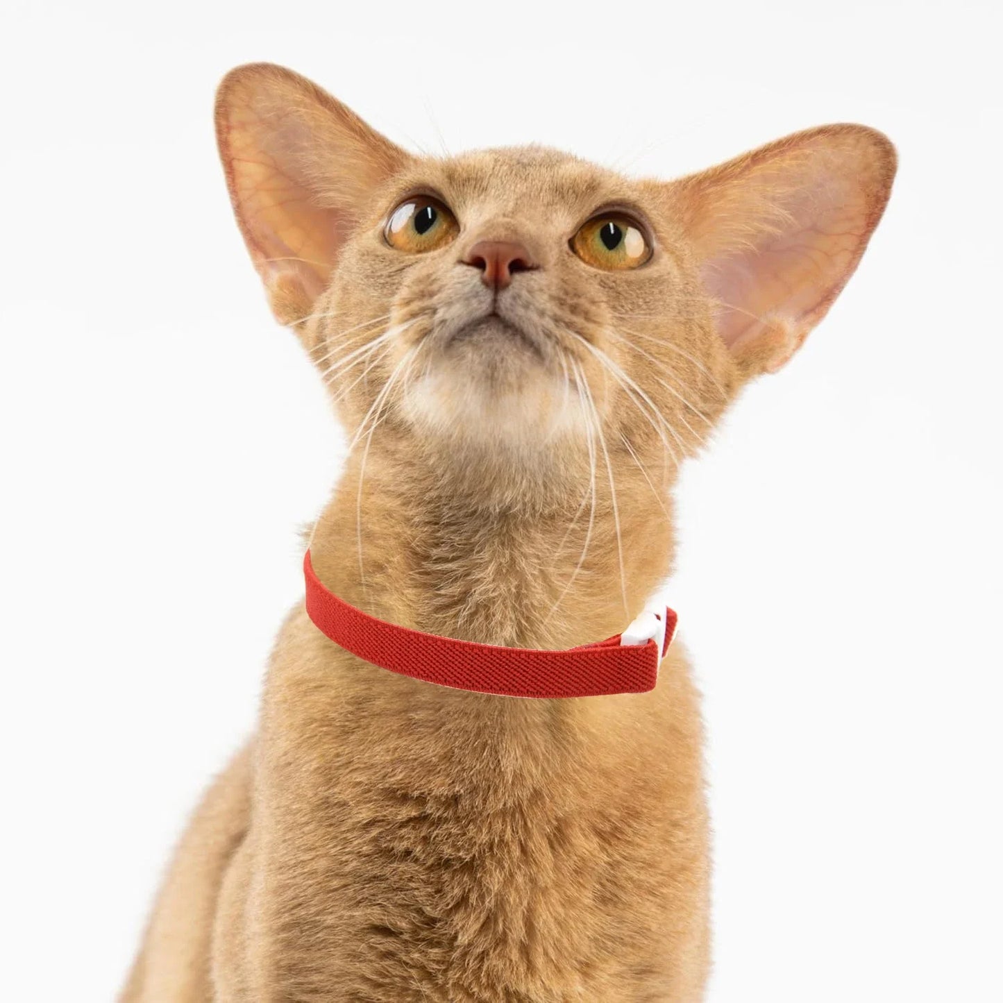 Elastic Safety Pet Collar – Adjustable Lightweight Collar for Cats & Small Dogs
