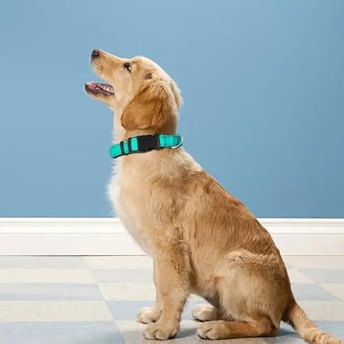Reflective Dog Collar – Adjustable Soft Collar for Medium Dogs