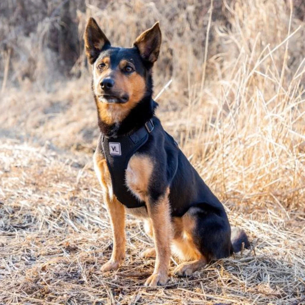 Reflective Adjustable Dog Harness – Breathable & Secure